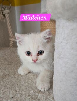 BKH Kitten - Backnang