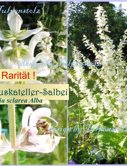 ♥ Muskateller Salbei Weiß,Salvia sclarea,Samen,winterharte Staude Garten Tulpenstolz,Aloe Vera Bienenweide,Aromapflanze,Räuchern,Heilkraut - Hamburg