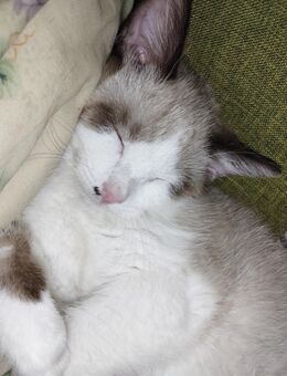 Verkaufe Siam snowshoe Kater 4 Monate alt - Beckum Zentrum