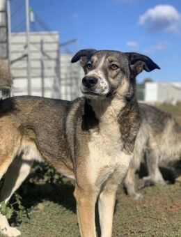 Connor sucht dich! - Celle