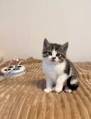 Baby Katze/Kitten in 53913