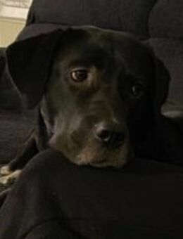 Mokka sucht ein neues Zuhause - München