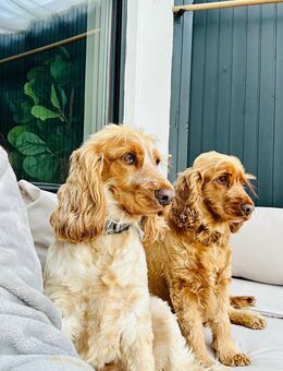 Zwei liebevolle Cocker Spaniel Brüder suchen gemeinsam neues Heim - Eching (Regierungsbezirk Oberbayern)