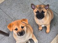 Shiba Inu Mix Welpen (ABGABEBEREIT) - Ostercappeln