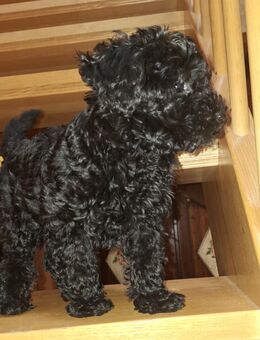 Toypudelwelpen Zwergpudelwelpen Toypudel Zwergpudel, Welpen - liebevoll aufgezogen - Magdeburg