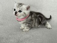 Reinrassige Britisch Kurzhaar Kitten, Silver Tabby, BKH, Kätzchen - Bad Krozingen