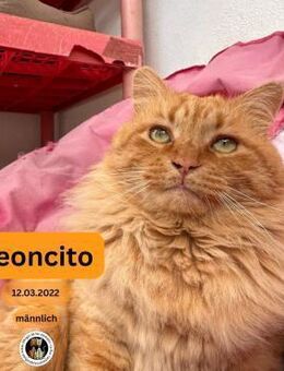 LEONCITO, m., kastr., EHK (FIV+) - Sipplingen
