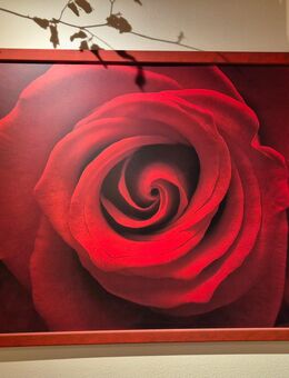 Bild "Rote Rose" zu verschenken - Wolfratshausen