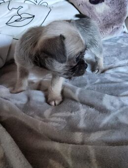 2 süsse Chihuahua Shi-Tzu Welpen suchen ein Zuhause - Löhne