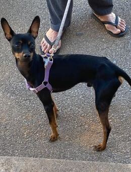 Doby Rüde, geb. ca. 01.04.2024, 32 cm - Lünen