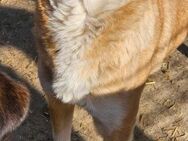 Tolle Hündin Penny aus dem Tierschutz - Düsseldorf