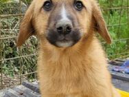 Welpenschnute ♥Tilda♥ pure Lebensfreude - Hamburg
