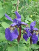 Iris sibirica, sibierische Schwertlilie in 59494