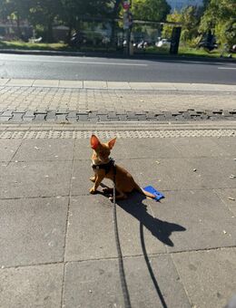 5 Monate alten Welpen - Köln