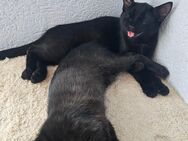 2 schwarze Maine Coon mix Ladys abzugeben 19 Monate alt - Alsheim