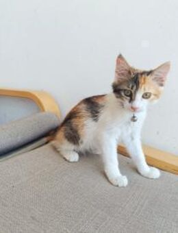 Lizzy aus dem Tierschutz - Grevenbroich