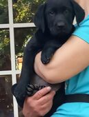 Reinrassige Labrador Welpen 800€, 39606Osterburg in 39606
