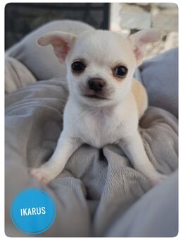 Traumhafte Chihuahua Welpen aus seriöser Zucht mit Ahnentafel - Wiedergeltingen