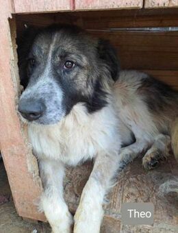 THEO 💞 sucht Fans großer Hunde - Mylau