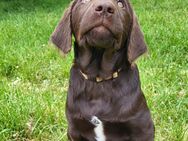 Abgabebereit Labradoodle Welpen braun F1 Könispudel x Labrador - Warburg (Hansestadt) Warburg