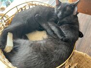 2 süße Kittens gegen Schutzgebühr abzugeben - Burgoberbach