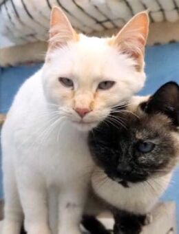 Verschmuste Siam-Mix-Katzen Magic&Lesly - Karlsruhe