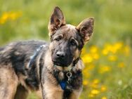 Verspielter Floppy sucht seine Menschen - Duisburg