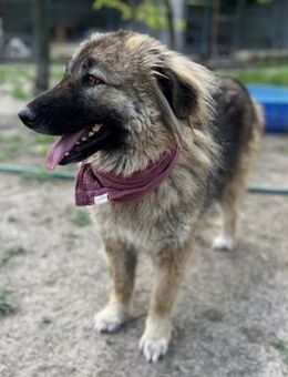 Hera - Aufgeschlossene, liebe Hündin - Berlin