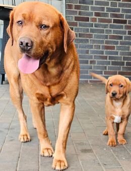 Labrador Foxred Welpen 3 Rüden - Molbergen