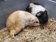 2 Meerschweinchen - Warmsen