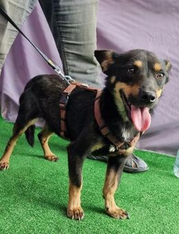 Gino - verschmust und freundlich - Westerholt