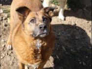 Aika, ca. 8 Jahre, Zuhause gesucht... - Grimburg