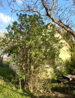 Ungarn/Nova nahe Lenti: renovierungsbedürftiges Kellerstöckl ausbaufähig auf ca. 60m² Grundfläche ca. 2.000m² - Frauenfeld