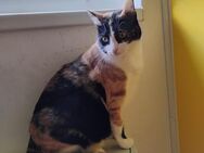 Dusty und Lucy - Margetshöchheim