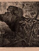 Heimkehrendes Flusspferd in den ostafrikanischen Gewässern. ,G. Mützel , Grafik Blatt 31cm x 22cm ,M7 in 02828