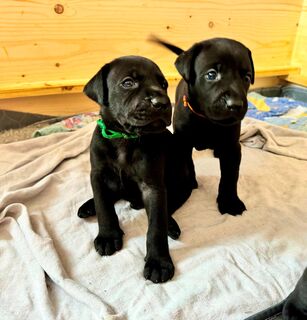 Dogge-Dobermann-Welpen