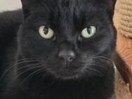 Ciel - ruhiger, verspielter Schmusekater - Poing