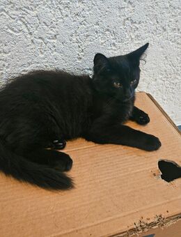 Katzenkind Kater - Schwegenheim