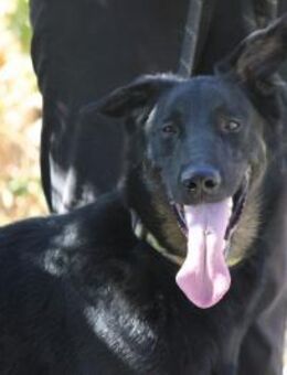 Lieber Bruno sucht Dich zum Kuscheln - Grevenbroich