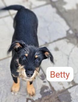 Betty sucht ein Zuhause - Enger (Widukindstadt)