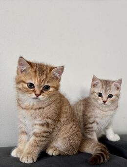 1 süße BKH Kitten suchen ein liebevolles zuhause - Nürnberg