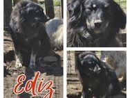 Ediz sucht Kuschelplatz - Bissingen