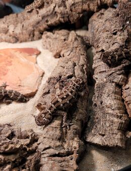 Zuchtgruppe - Hemidactylus imbricatus (2.4) - Hannover