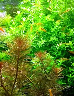 Zierliches Perlenkraut, Aquarienpflanze, Versand/ Abholung - Mechernich