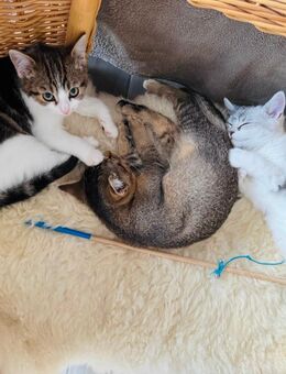 BKH Kitten | 3 Monate alt | Britisch Kurzhaar - Osnabrück