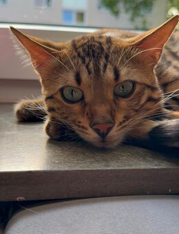Reinrassiger Bengal-Kater - Mainz