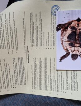 Griechische Landschildkröten zu verkaufen - Wolfenbüttel