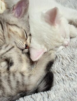 Zwei wunderschöne BKH-Mix-Kätzchen suchen ein liebevolles Zuhause – Romeo & Julie - Gelsenkirchen Heßler