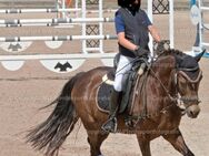 Deutsches Reitpony - Graben-Neudorf