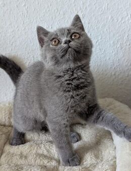 BKH Kitten Kater - Duisburg